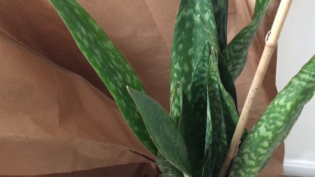 Etsy RARE Houseplant Haul + Unboxing Sansevieria Jaboa (Snake Plant) смотреть онлайн