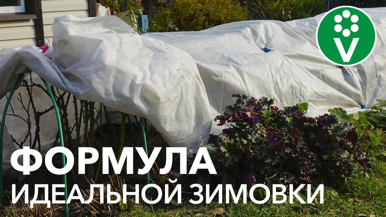 НИ ОДНА РОЗА НЕ ЗАМЕРЗНЕТ! Как обрезать и укрыть розы на зиму? смотреть онлайн