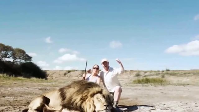 Лев напал на охотников, позировавших с убитым сородичем смотреть онлайн