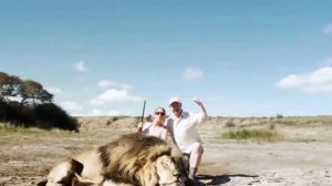 Лев напал на охотников, позировавших с убитым сородичем