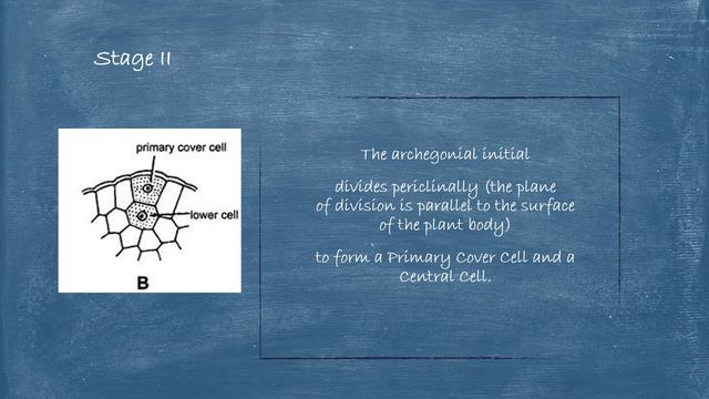 Development Of Archegonium In Selaginella