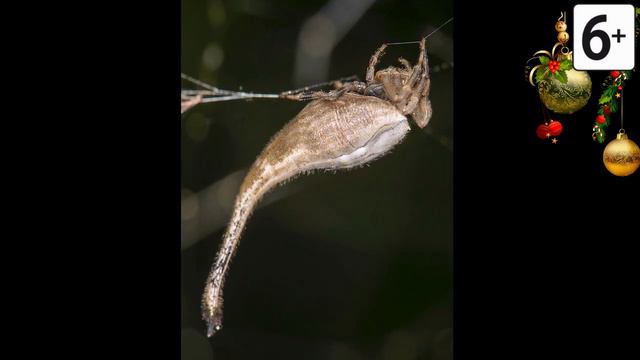 Удивительные соседи. Скорпионохвостый паук смотреть онлайн