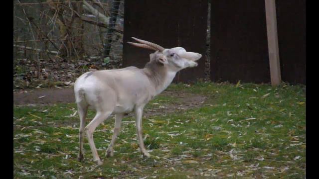 САЙГАК часть 2 смотреть онлайн