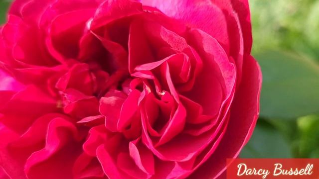 Red Roses Showing Off In My Garden. Rosa 'Munstead Wood' And Rosa 'Darcy Bussell'
