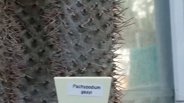 PACHYPODIUM GEAYI CACTUS PLANT смотреть онлайн