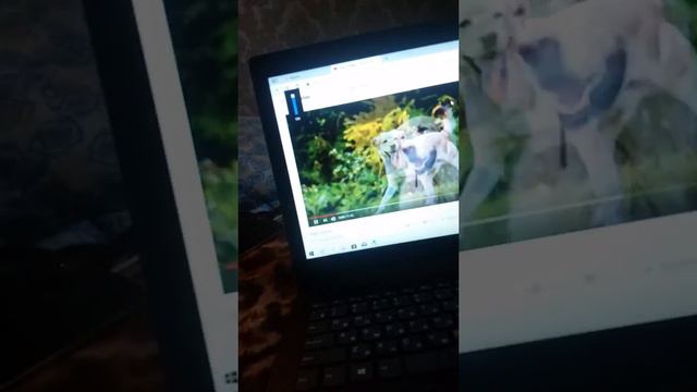 Реакция Бакса на лай собак🤗🤗🤗 смотреть онлайн