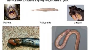 Презентация к проекту