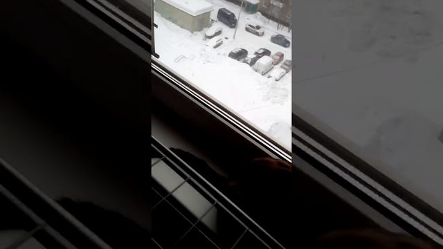 Бенгальский котёнок 5 месяцев. Вес 3,2 кг. смотреть онлайн