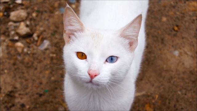 Самый красивый и самый необычный кот в мире. Funny cat. смотреть онлайн
