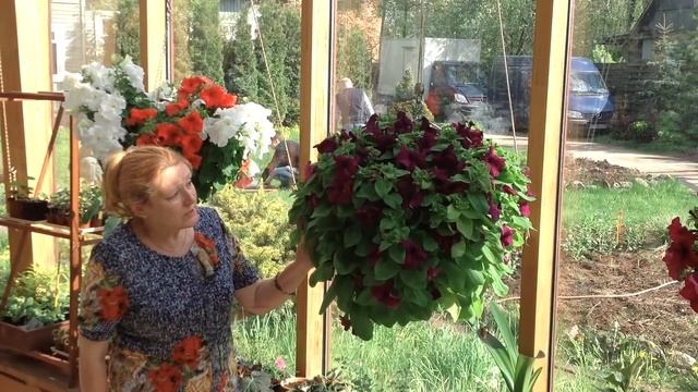 Петуния Cферика F1 во всей красе. Май 2016. смотреть онлайн