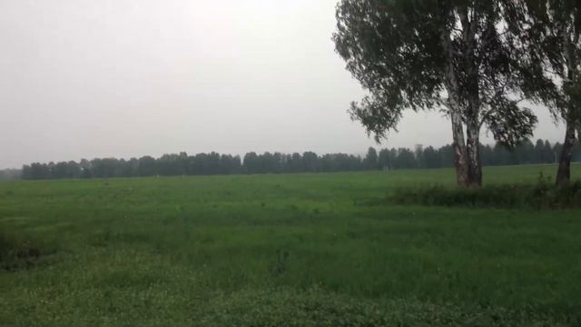 всходы топинамбура посеянного 15-го июня и полба - 30 суток с момента всходов смотреть онлайн