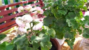 Пеларгония Анна Жаннет Сушит бутоны, купила три сорта пеларгонии.