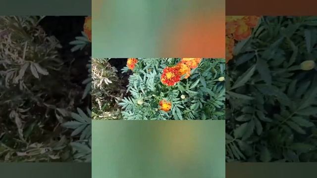 Бархатцы. Чем полезны Бархатцы а огороде. смотреть онлайн