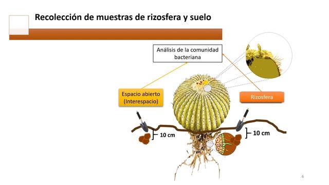 ¿Cómo le hace la biznaga burra (Echinocactus platyacanthus) para resistir a la sequía? смотреть онлайн