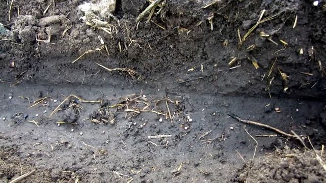 Когда сеять дайкон? Советы по посадке смотреть онлайн