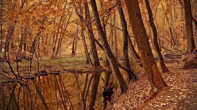 Beautiful Relaxing Music - Piano, Flute, Violin, & Cello Music "September Song Birds" by Tim Janis смотреть онлайн