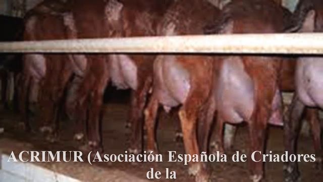 Murcia Granada смотреть онлайн