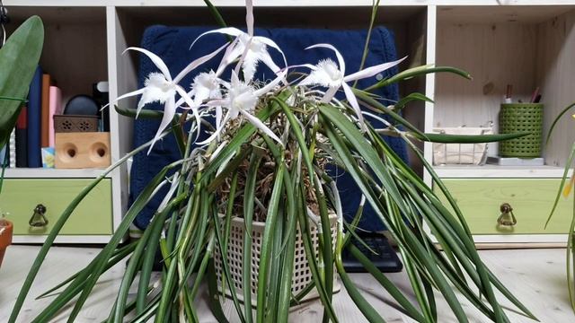Brassavola David Sander (описание и уход) смотреть онлайн