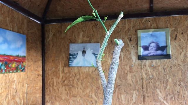 Если прививка цитруса не удалась смотреть онлайн