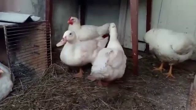 Уточки и курочки смотреть онлайн