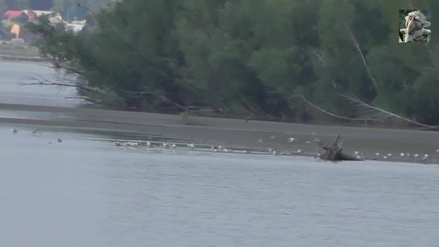 Живописные места на реке Обь. Село Малетино Алтайский край. смотреть онлайн