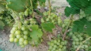 сорт винограда талисман . Обзор . виноград Белоруссии