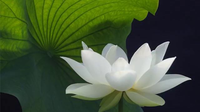 Namo Tassa Bagawato Arahato Samma Sam Buddha Sa смотреть онлайн