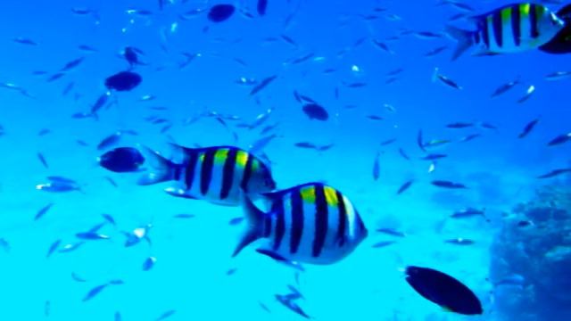 Maldives, Kuredu смотреть онлайн