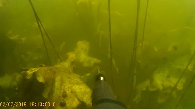 Подводная охота. Подводный мир реки Воронеж !!# Воронеж # подводныймир# рыбалка#охота#щука#