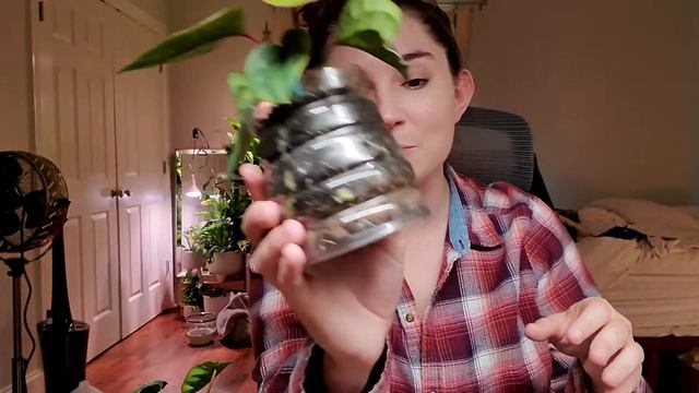 ✨Rare✨ Plants // Anthurium Clarinarvium / Radicans X Luxurians / Jacklyn / Billietiae