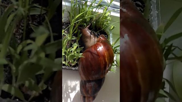 короче говоря я и улитка смотреть онлайн