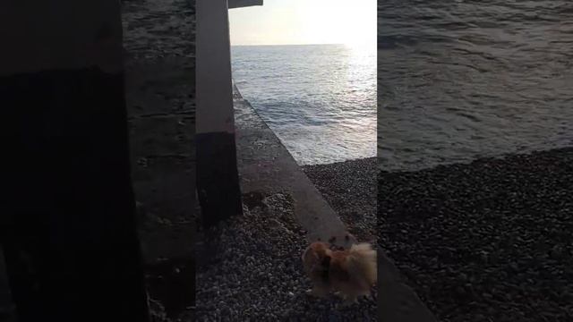 развлекаемся) #top #reels #топ #адлер #сочи #trend #море #love #trending #sochi #пляж #sun #shorts смотреть онлайн