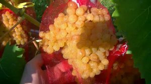 Как защитить виноград от ос и града. Сеточки-мешочки