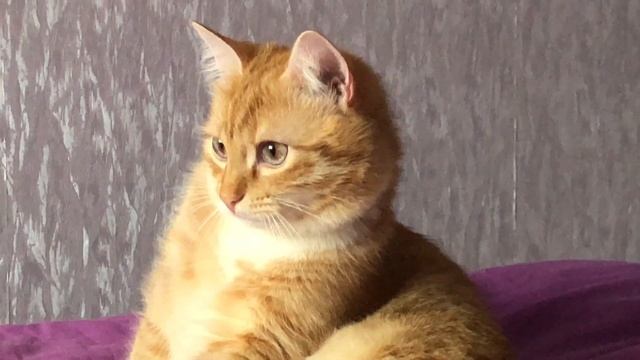 Умная дразнилка для кошки / Автоматическая игрушка для кота (Aliexpress) смотреть онлайн