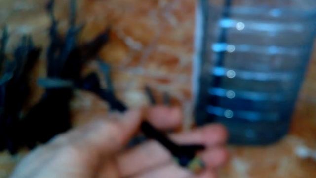 Подготовка черенков к укоренению. ФЕВРАЛЬ Кильчевание в банке. смотреть онлайн