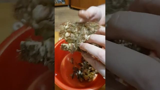 Как есть краба волосатика смотреть онлайн