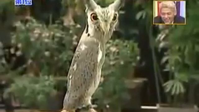 японская хитрожопая сова смотреть онлайн