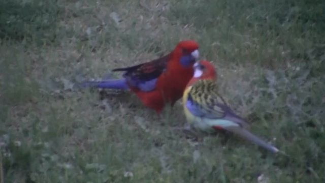 Eastern Rosella With Crimson Rosella