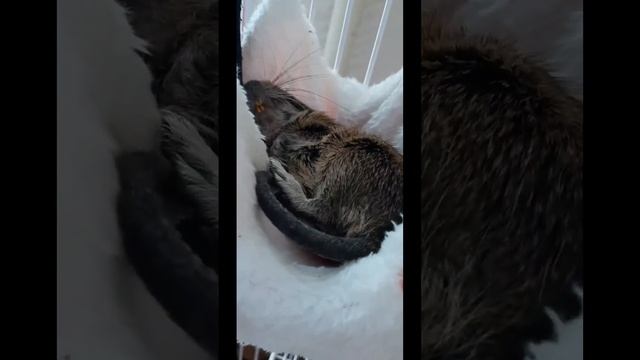 Дегу спит в гамаке ?(Стёпа) смотреть онлайн