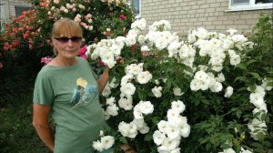 Роза Айсберг. Второе цветение розы