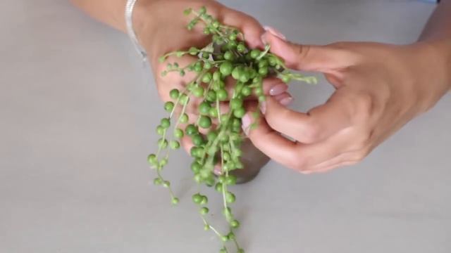 7 Tips to Take Care of A String Of Pearls Houseplant | String of Pearls Care Guide смотреть онлайн