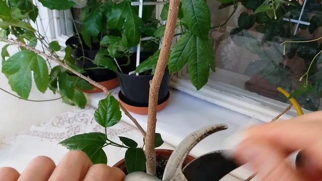 Обрезка гибискуса комнатного смотреть онлайн