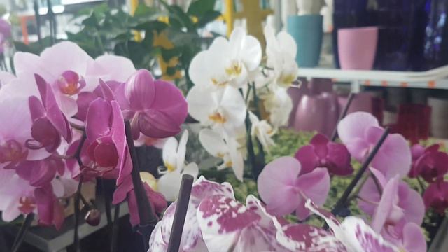 2020,81.Обзор орхидей #красивыецветы #Orchids# смотреть онлайн