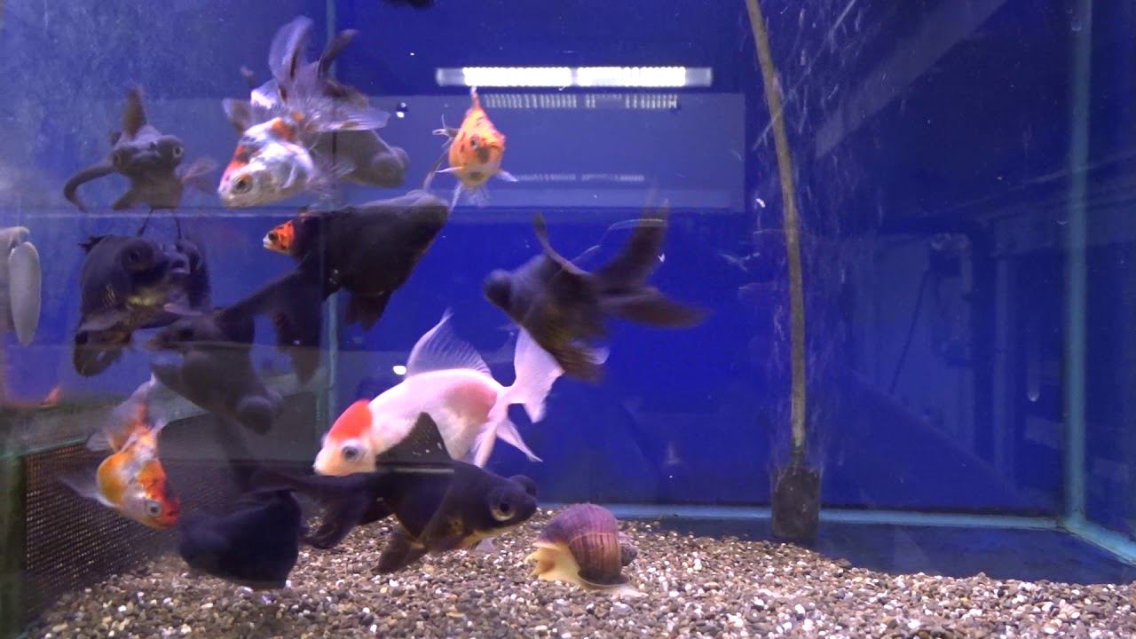 Как выглядит золотая рыбка - телескоп, оранда, риукин смотреть онлайн