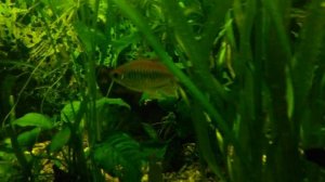ТЕТРА КОНГО - аквариумная рыбка.