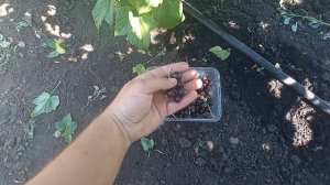 Смородина черная Добрыня. Первое плодоношение.