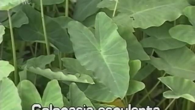 wild taro / dasheen (Colocasia esculenta) смотреть онлайн