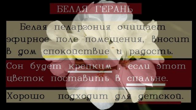 Талисман на любовь и удачу/Герань в доме! Приметы и суеверия о цветке. Стоит ли держать герань дома смотреть онлайн