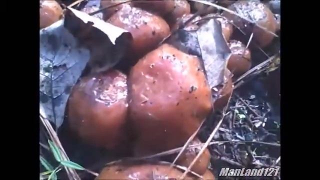 Unknown Mushrooms What Are They смотреть онлайн