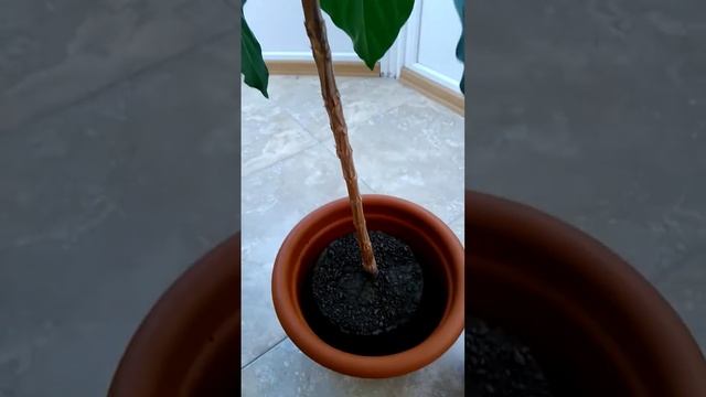 Morinda citrifolia, the Noni, transplanting into a larger pot. смотреть онлайн